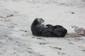 Southern sea otter (Enhydra lutris nereis) Royalty Free Stock Photo