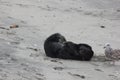 Southern sea otter (Enhydra lutris nereis) Royalty Free Stock Photo