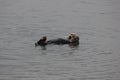 Southern sea otter (Enhydra lutris nereis) Royalty Free Stock Photo