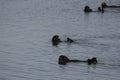 Southern sea otter (Enhydra lutris nereis) Royalty Free Stock Photo