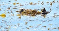 Southern sea otter Enhydra lutris nereis, Royalty Free Stock Photo