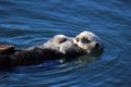 Southern sea otter, Enhydra lutris