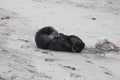 Southern Sea Otter 21 Royalty Free Stock Photo