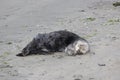 Southern Sea Otter 31 Royalty Free Stock Photo