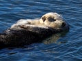 Southern sea otters Enhydra lutris Royalty Free Stock Photo