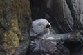 Southern sea otters Enhydra lutris nereis 4 Royalty Free Stock Photo