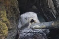 Southern sea otters Enhydra lutris nereis 2 Royalty Free Stock Photo