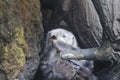 Southern sea otters Enhydra lutris nereis 3 Royalty Free Stock Photo