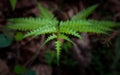 Southern shield fern, Thelypteris kunthii or Dryopteris normalis, is an adaptable and easy to grow deciduous native fern Royalty Free Stock Photo