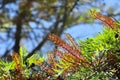 Southern Silky Oak Tree - Australian Silver Oak - Flowering Proteaceae