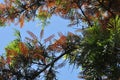 Southern Silky Oak Tree - Australian Silver Oak - Flowering Proteaceae