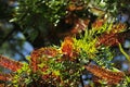 Southern Silky Oak Tree - Australian Silver Oak - Flowering Proteaceae