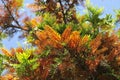 Southern Silky Oak Tree - Australian Silver Oak - Flowering Proteaceae