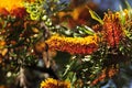 Southern Silky Oak Tree - Australian Silver Oak - Flowering Proteaceae