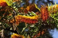 Southern Silky Oak Tree - Australian Silver Oak - Flowering Proteaceae