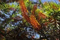 Southern Silky Oak Tree - Australian Silver Oak - Flowering Proteaceae