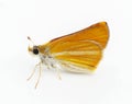 Southern skipperling Butterfly - Copaeodes minima - isolated on white background. Small orange white yellow skipper side profile