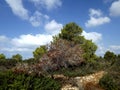 On the southern slope of the famous biblical mountain Carmel is Rothschild Park Royalty Free Stock Photo