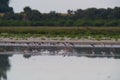 Southern Stilt, Himantopus melanurus in flight,