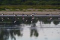 Southern Stilt, Himantopus melanurus in flight, Ansenuza National Park,