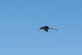 Southern Stilt, Himantopus melanurus in flight,