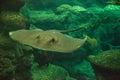 Southern Stingray Dasyatis americana Royalty Free Stock Photo