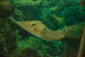 Southern Stingray Dasyatis americana Royalty Free Stock Photo