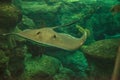 Southern Stingray Dasyatis americana Royalty Free Stock Photo