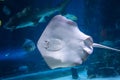 Southern stingray- DASYATIS AMERICANA in tropical coastal water of Pacific ocean Royalty Free Stock Photo