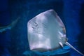 Southern stingray- DASYATIS AMERICANA in tropical coastal water of Pacific ocean Royalty Free Stock Photo