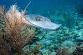 Southern Stingray