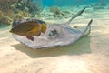 Southern stingray and fish Royalty Free Stock Photo