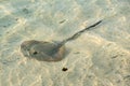 Southern stingray glides stealthily along the sandy sea bottom Royalty Free Stock Photo