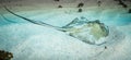 Southern Stingray off the island of St Martin, Dutch Caribbean Royalty Free Stock Photo