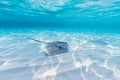 Southern Stingray solitude Royalty Free Stock Photo