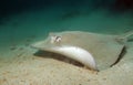 Southern Stingray Swimming