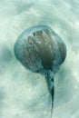 Southern Stingray Swims Over Sand