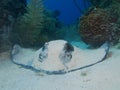 Southern stingray on white sand in Cuba's Jardin de la Reina