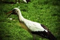A Southern Stork bird. This beautiful tropical and rare bird was photographed during the exceptionally hot weather and heatwave