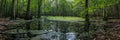 Southern Swamps, Beautiful Swamp, Natural Bog, Marsh, Mire, Southern Wetland, Morass