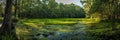 Southern Swamps, Beautiful Swamp, Natural Bog, Marsh, Mire, Southern Wetland, Morass