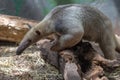 Southern tamandua south america forest ant bear Royalty Free Stock Photo