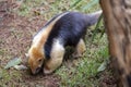 Southern tamandua