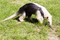 Southern Tamandua, Tamandua tetradactyla inhabits savannas and forests of South America Royalty Free Stock Photo