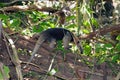 Southern tamandua (Tamandua tetradactyla) Royalty Free Stock Photo