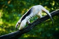 Southern tamandua - Tamandua tetradactyla in Brazil rain forest. Animal from central America Royalty Free Stock Photo