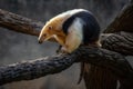 Southern Tamandua or Collared Anteater Royalty Free Stock Photo