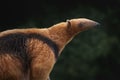 Southern Tamandua or Collared Anteater Royalty Free Stock Photo