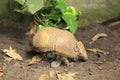 Southern three-banded armadillo