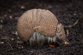 Southern three-banded armadillo Tolypeutes matacus